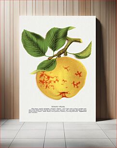 Πίνακας, Idaho pear lithograph