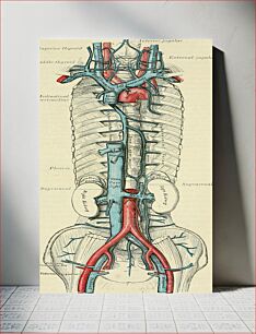 Πίνακας, Identifier: anatomydescripti1897gray (find matches)Title: Anatomy, descriptive and surgicalYear: 1897 (1890s)Authors: Gray, Henry, 1825-1861 Carter, H
