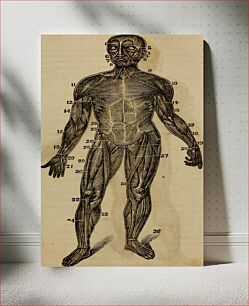 Πίνακας, Identifier: anatomyphysiolog00jord (find matches)Title: "Anatomy, physiology and laws of health;"Year: 1885 (1880s)Authors: Jordan, Johnson H