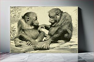 Πίνακας, Identifier: apesmonkeystheir00garn (find matches)Title: Apes and monkeys; their life and languageYear: 1900 (1900s)Authors: Garner, Richard Lynch, 1848-1920Subjects: Monkeys Speech Sound production by animalsPub