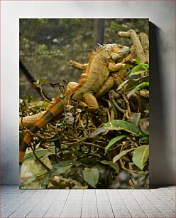 Πίνακας, Iguana on a Tree Ιγκουάνα σε ένα δέντρο