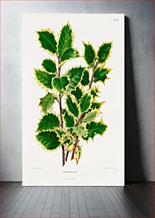Πίνακας, Ilex Aquifolia Var. chromolithograph plates by Abraham Jacobus Wendel