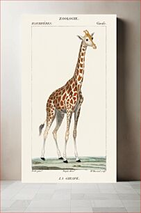 Πίνακας, Illustration of a giraffe from Dictionnaire des Sciences Naturelles by Pierre Jean Francois Turpin (1840)