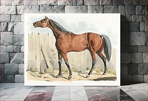 Πίνακας, Illustration of dark-brown horse from Sporting Sketches (1817-1818) by Henry Alken (1784-1851)