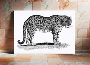 Πίνακας, Illustration of Leopard and Panther from Zoological lectures delivered at the Royal institution in the years 1806-7 illustrated by Geo