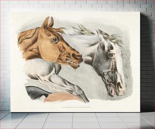 Πίνακας, Illustration of parts of white and brown horses from Sporting Sketches (1817-1818) by Henry Alken (1784-1851)
