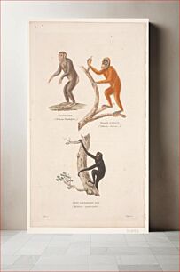 Πίνακας, Illustration with monkeys: Chimpanzee, orangutan and black long-armed monkey