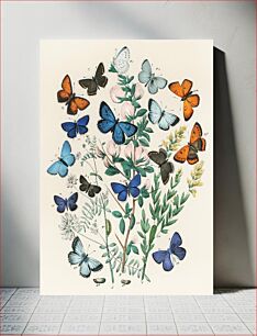 Πίνακας, Illustrations from the book European Butterflies and Moths by William Forsell Kirby (1882), a kaleidoscope of fluttering butterflies and cate