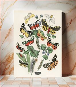 Πίνακας, Illustrations from the book European Butterflies and Moths by William Forsell Kirby (1882), a kaleidoscope of fluttering butterflies and caterpillars