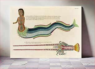 Πίνακας, Illustrations of a siren and lobster found in the Moluccas (Indonesia) and the East Indies by Louis Renard (1678 -1746) from Histoire naturelle des plus rares curiositez de la mer des Indes (1754)