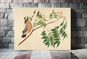 Πίνακας, image of a tan, black and grey bird with beak open and feathers ruffled, perched on a branch; wood frame with a gold face