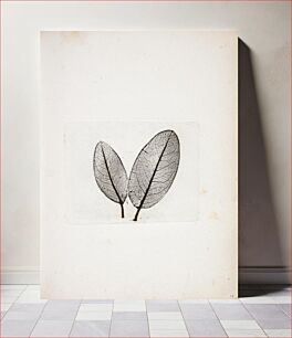 Πίνακας, Imprint of leaves by Peter Larsen Kyhl