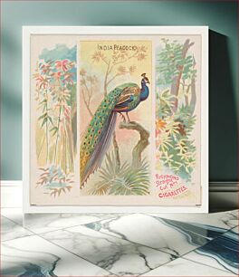 Πίνακας, India Peacock, from Birds of the Tropics series (N38) for Allen & Ginter Cigarettes