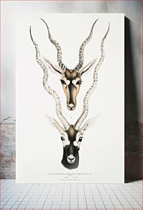 Πίνακας, Indian Antelope (Antilope cervicapra) Head and horn 1. Young; 2. Adult from Illustrations of Indian zoology (1830-1834) by John
