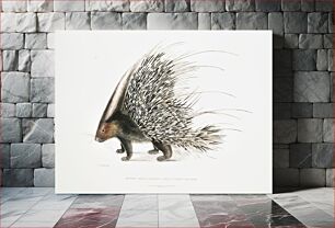 Πίνακας, Indian Crested Porcupine (Histrix cristata) from Illustrations of Indian zoology (1830-1834) by John Edward Gray (1800-1875)