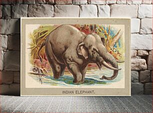 Πίνακας, Indian Elephant, from the Animals of the World series (T180), issued by Abdul Cigarettes