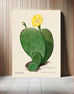 Πίνακας, Indian fig opuntia cactus. Familie Der Cacteen (1893-1905)