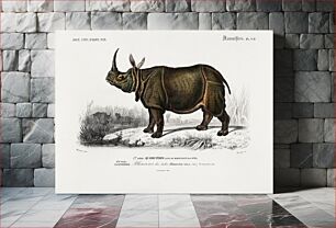 Πίνακας, Indian rhinoceros (Rhinoceros unicornis) illustrated by Charles Dessalines D' Orbigny (1806-1876)