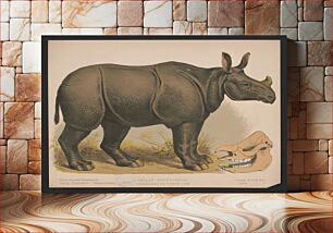 Πίνακας, Indian rhinoceros. Rhinoceros unicornis linn / E.K