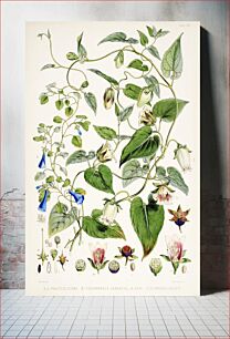 Πίνακας, Indian tobacco (Lobelia inflata) from Illustrations of Himalayan plants (1855) by W. H. (Walter Hood) Fitch (1817-1892)