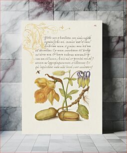Πίνακας, Insect, Daffodil, European Columbine, and English Oak Acorns from Mira Calligraphiae Monumenta or The Model Book of Calligraphy (1561–1596) by Georg Bocskay and Joris Hoefnagel