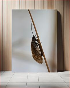 Πίνακας, Insect on a Twig Έντομο σε κλαδί