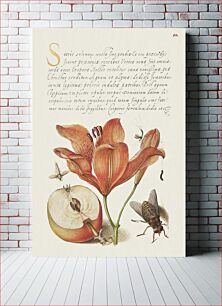 Πίνακας, Insects, Orange Lily, Caterpillar, Apple, and Horse Fly from Mira Calligraphiae Monumenta or The Model Book of Calligraphy (1561–1596) by Georg Bocskay and Joris Hoefnagel
