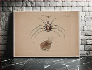 Πίνακας, Insects.Plate II of zoological work