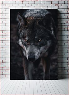Πίνακας, Intense Wolf Gaze Έντονο Βλέμμα Λύκου