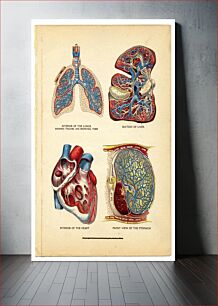 Πίνακας, Interior of the heart, lungs,liver, and stomach from The Household Physician, 1905