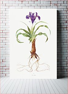 Πίνακας, Iris Alata from The genus Iris by William Rickatson Dykes (1877-1925)