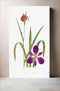 Πίνακας, Iris Fulva and Iris Fulvala from The genus Iris by William Rickatson Dykes (1877-1925)