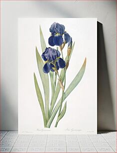 Πίνακας, Iris germanica flower