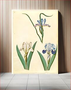 Πίνακας, Iris graminea (grass-leaved iris);Iris lutescens or Iris pumila (?) (dwarf iris or low iris) by Maria Sibylla Merian