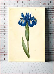 Πίνακας, Iris latifolia (English iris) by Maria Sibylla Merian