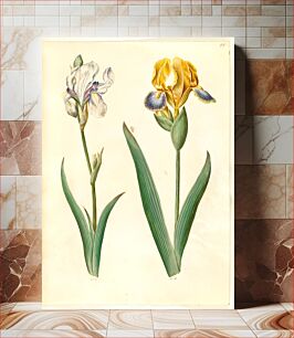 Πίνακας, Iris pallida (pale iris);Iris variegata (variegated iris) by Maria Sibylla Merian