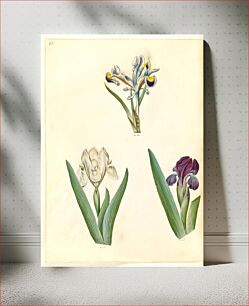 Πίνακας, Iris persica (Persian iris);Iris lutescens or Iris pumila (?) (dwarf iris or low iris) by Maria Sibylla Merian