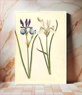 Πίνακας, Iris sibirica (Siberian iris) by Maria Sibylla Merian