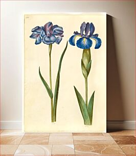 Πίνακας, Iris sibirica (Siberian iris);Iris latifolia (English iris) by Maria Sibylla Merian