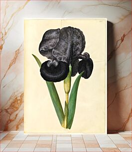 Πίνακας, Iris susiana (mourning iris) by Maria Sibylla Merian