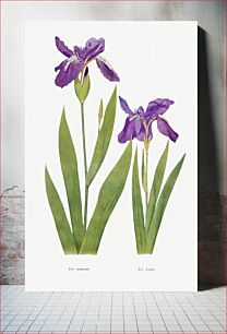 Πίνακας, Iris Tectorum and Iris Loptec from The genus Iris by William Rickatson Dykes (1877-1925)