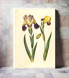 Πίνακας, Iris ×germanica or Iris ×sambucina (garden iris or shelf iris);Iris variegata (variegated iris) by Maria Sibylla Merian