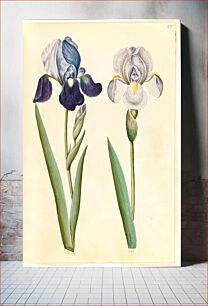 Πίνακας, Iris ×germanica or Iris ×sambucina (?) (garden iris or shelf iris);Iris ×germanica (garden iris) by Maria Sibylla Merian