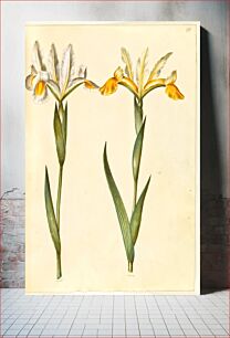 Πίνακας, Iris xiphium, possiblyIris latifolia (?) (Spanish iris or English iris) by Maria Sibylla Merian