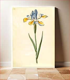 Πίνακας, Iris xiphium (Spanish iris) by Maria Sibylla Merian