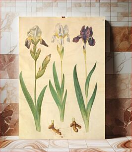 Πίνακας, Iris ×squalens (iris hybrid);iris (iris) by Maria Sibylla Merian