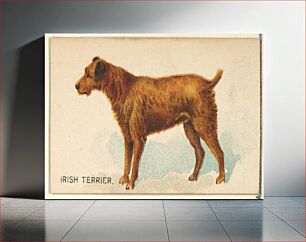 Πίνακας, Irish Terrier, from the Dogs of the World series for Old Judge Cigarettes
