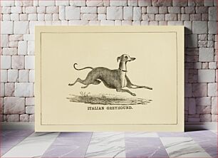 Πίνακας, Italian Greyhound dog, vintage animal illustration