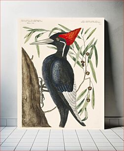 Πίνακας, Ivory-billed Woodpecker (Campephilus principalis) from The Natural History of Carolina, Florida, and the Bahama Islands (1754) by Mark Catesby (1683-1749)