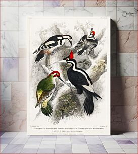 Πίνακας, Ivory Billed Woodpecker, Green Woodpecker, Great Spotted Woodpecker, and Lesser Spotted Woodpecker. A History of the Earth and Animated Nature (1820) by Oliver Goldsmith (1730-1774)